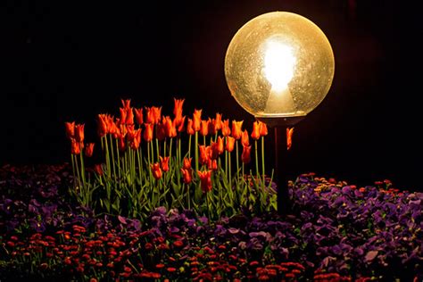 Tulips and lamps | Picture taken after sunset during a walk … | Flickr