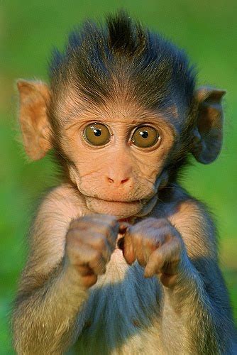 Unique Animals blogs: Smiling Monkey Pictures, Baby Monkey Pictures