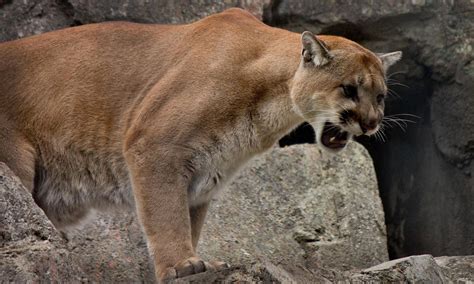 Wallpaper : Uma, cougar, mountain, lion, wild cat, teeth, rage ...