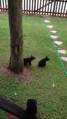 Bear cubs calling for their mama ~ (turn up volume) #shorts - YouTube