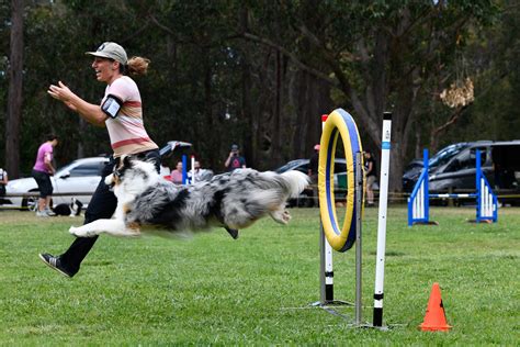 What Is Agility Training Dogs