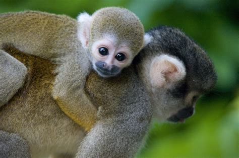 Squirrel Monkey | The Life of Animals