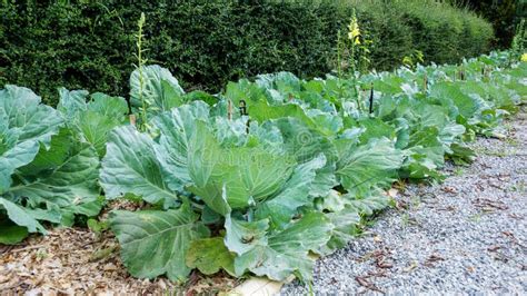 Cabbage in the Vegetable Garden Stock Photo - Image of agriculture ...