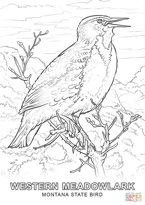 Montana State Bird coloring page | Free Printable Coloring Pages