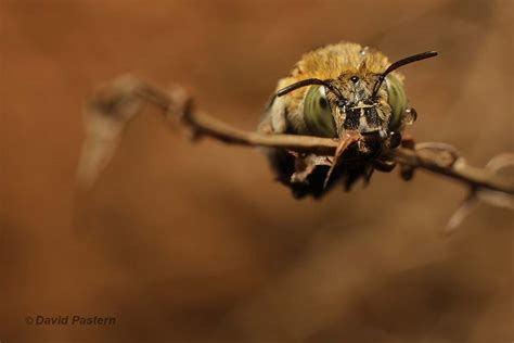 Blue Banded Bee (Amegilla)