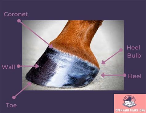 Hoof Diagram Horses