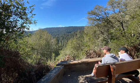 The Best Hiking Trails At Henry Cowell Redwoods State Park • The Grom Life