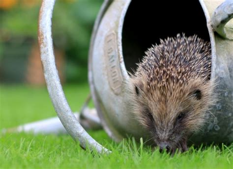 Home | Gloucestershire Wildlife Trust