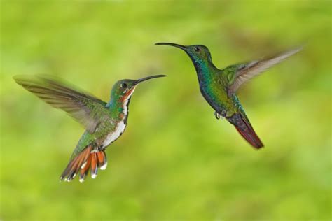 Hummingbirds North America (20 Species ID, Photos)