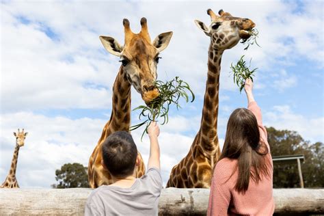 WILDLIFE SUNRISE - Hunter Valley Wildlife Park