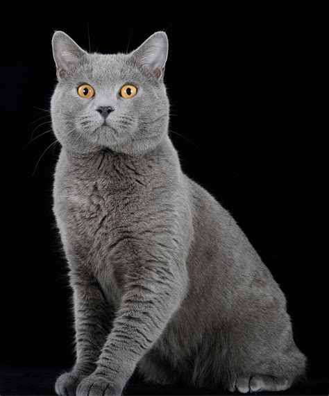 Chartreux - Nature en images