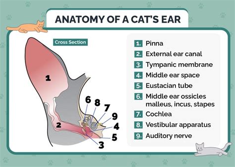 Ear Pinna in Cats: Vet-Reviewed Info, Facts & FAQ (With Infographic) - Catster