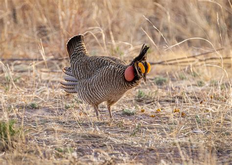 Lesser Prairie-Chicken is Endangered Species | Apex Companies