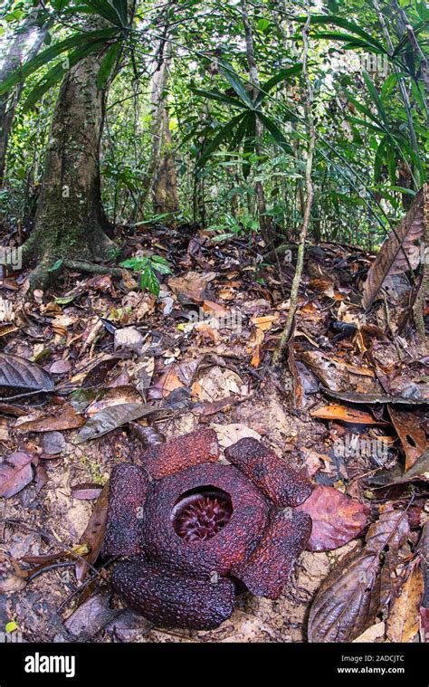 Rafflesia flower (Rafflesia tengku-adlinii). This genus of parasitic ...