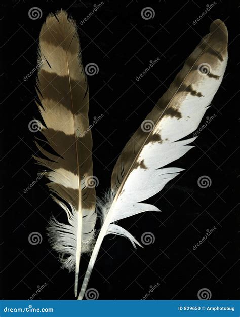 Goose Feathers stock photo. Image of quill, stem, flight - 829650