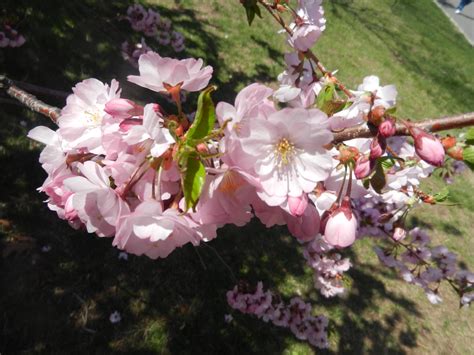 Newark Cherry Blossom Festival and Vegan Meals - Vegan World Trekker ...