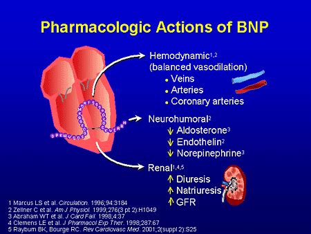 Heart Failure: Bnp And Heart Failure