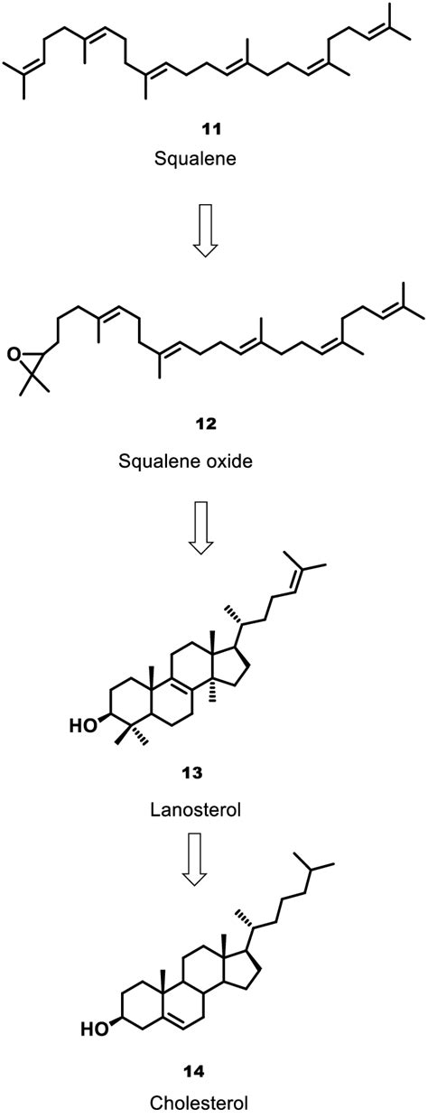 Biosynthesis of cholesterol from the triterpene squalene. | Download Scientific Diagram