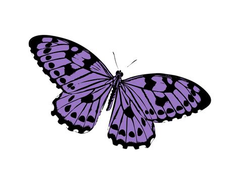 Butterfly Purple Clipart Free Stock Photo - Public Domain Pictures