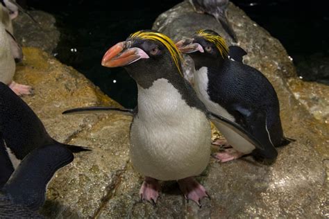 Rare Penguin Species Debuts At Central Park Zoo | Central Park, NY Patch