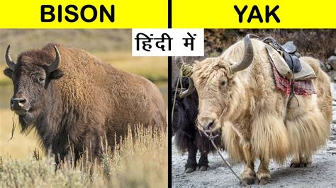 Yak Vs Bison: Key Differences Explained A-Z Animals, 45% OFF