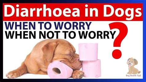 When Should I Be Worried About Dog Diarrhea