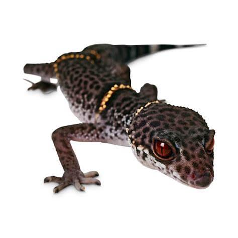 Chinese Cave Gecko For Sale | Petco