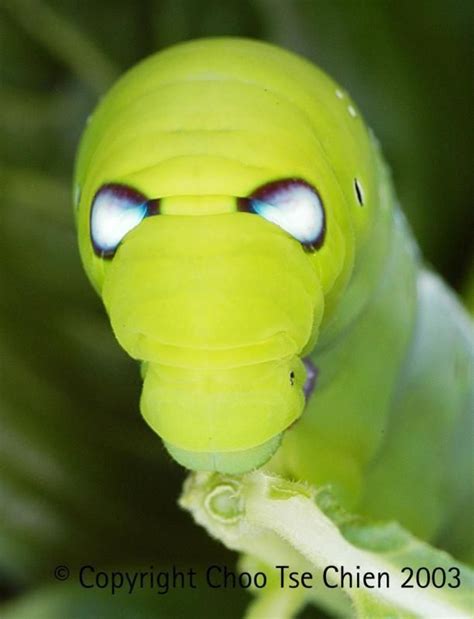 Hummingbird Moth Caterpillar | Hummingbird moth, Moth caterpillar, Moth