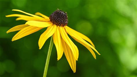 How to photograph flower close-ups in natural light | Digital Camera World