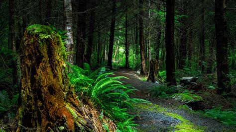 Forest Path Wallpaper - iPhone, Android & Desktop Backgrounds