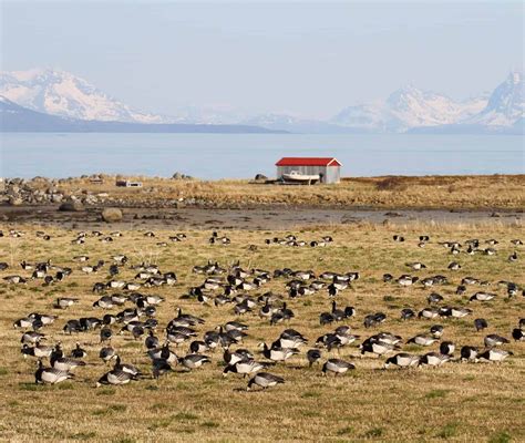 Geese have changed their migration paths 'due to climate change'