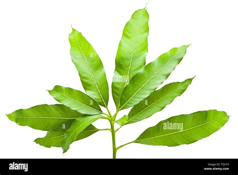 Mango tree leaves hi-res stock photography and images - Alamy