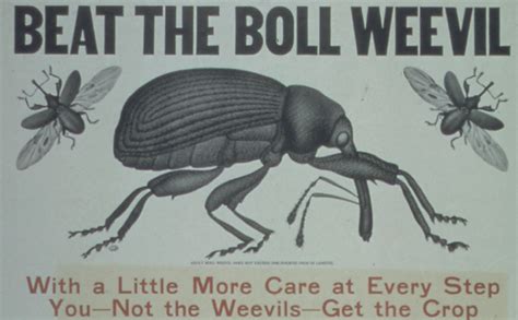 The Boll Weevil Song | Notgrass History