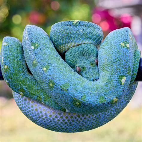 Green Tree Python Care Sheet | BALL PYTHON BREEDER UK