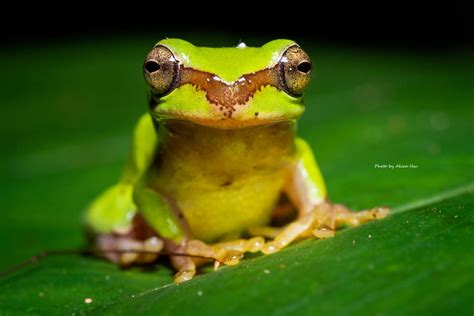 中國樹蟾 - Hyla chinensis - Chinese treetoad - Chinese tree fr… | Flickr