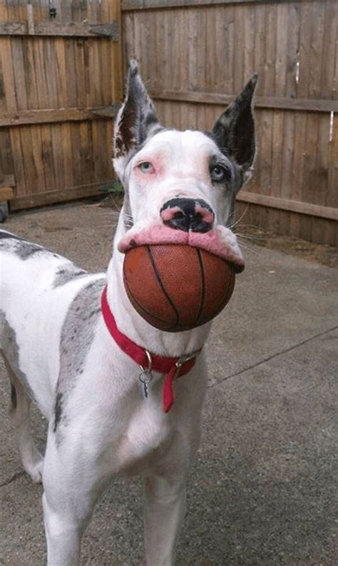 19 Reasons Great Danes Are Actually The Worst Dogs To Live With