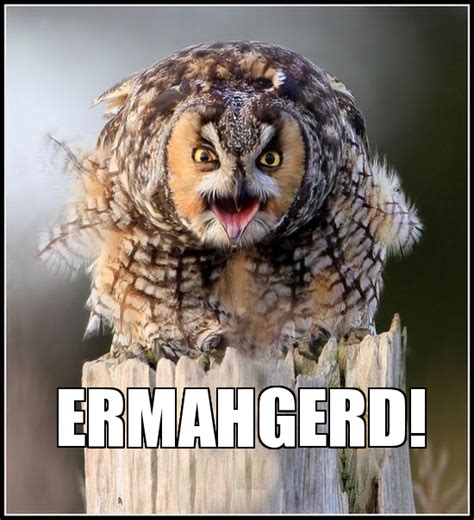 20 Hilariously Adorable Owl Memes