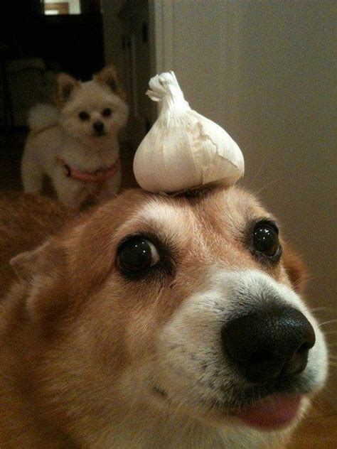 When this confused corgi awkwardly pondered how this garlic got on his head. | The 61 Most ...