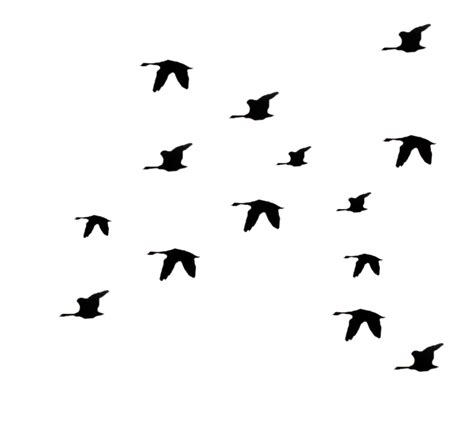 birds flying silhouette png - Clip Art Library