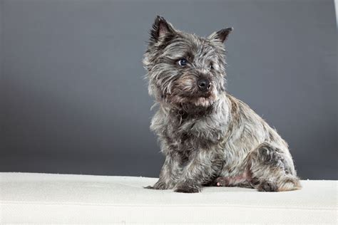 Cairn Terrier Dog Breed Information & Characteristics