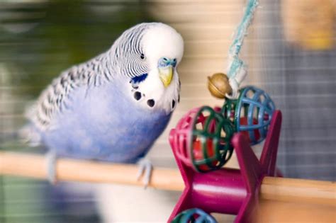 The Best Pet Birds For Kids – Pets For Children