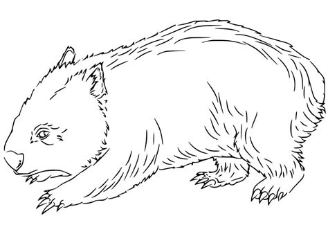 Free Wombat Coloring Page - Free Printable Coloring Pages for Kids