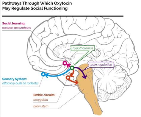 Oxytocin: What Is The Love Hormone & How to Increase It