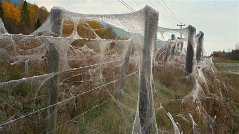 Australian Spider Webs Are The Most Terrifying Thing You Will Ever See