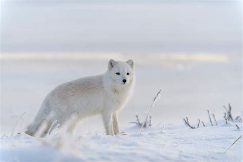 15 Astonishing Arctic Fox Facts - Fact Animal