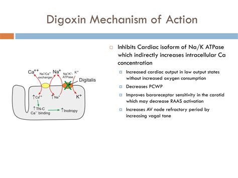 Mechanism Of Action Of Digoxin Ppt - IMAGESEE