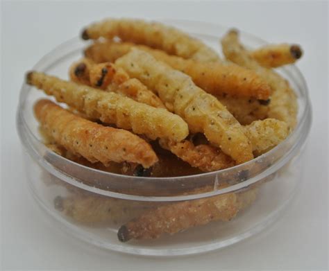 Edible Insects Edible Bugs Bush Tucker Fried BBQ Bamboo Worms Crunchy ...