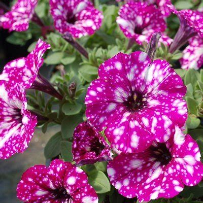 Petunia Basket 'Electric Purple Sky' - Brick House Acres