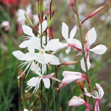 Gaura Lindheimeri 'Sparkle White' Perennial Garden (LARGE) Pack x6 Plug Plants - South Eastern ...