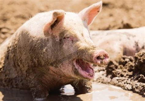 Pig farmers in the muck for polluting water - National News - Jerusalem ...